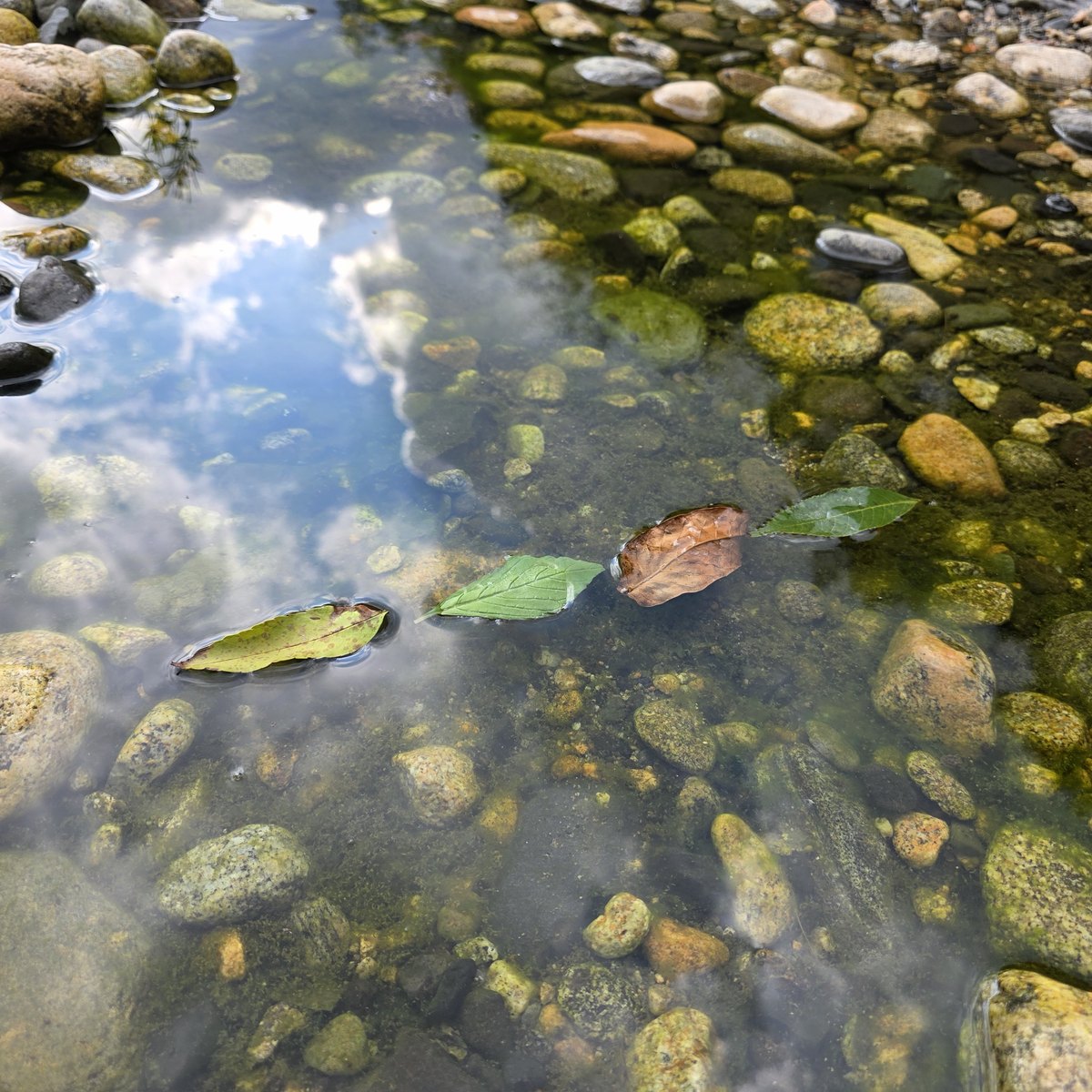Fallen leaves floating on a shallow, clear stream running over coloured pebbles